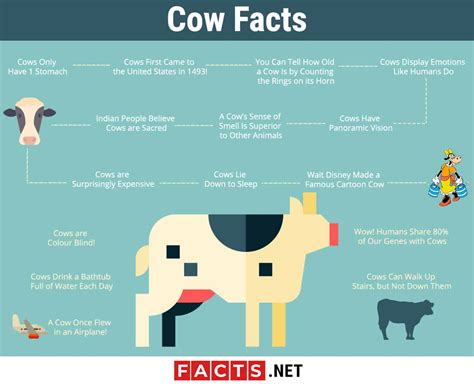 Top 15 Facts about Cows - Biology, Habitat, Lifespan & More | Facts.net