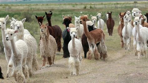 Alpaca animal herd in central Utah farm ranch HD Stock Footage,#central ...