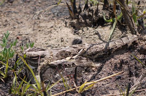 The invisible bird: what makes the nightjar a camouflage champion ...