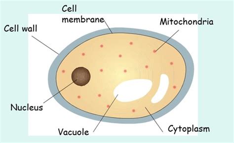 Fungal Cells - The Cell