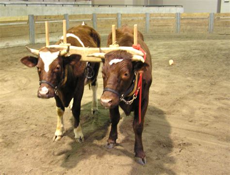 A yoke of oxen harnessed to pull a plow. www.pic2fly.com | Oxen ...