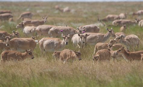 The saiga antelope is reclassified from ‘Critically Endangered’ to ...