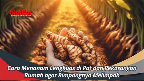 Cara Menanam Lengkuas di Pot dan Pekarangan Rumah agar Rimpangnya ...