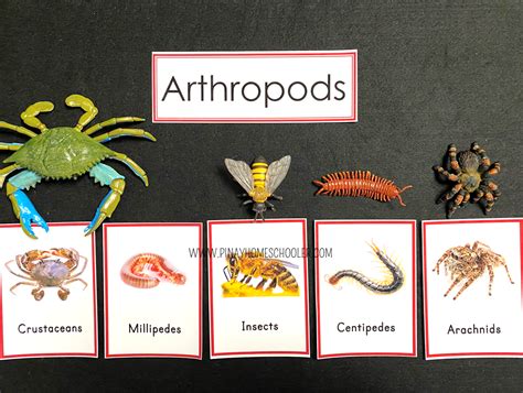 Arthropod Classification Chart