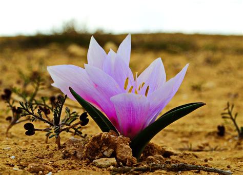 *ISRAEL,Negev Meadow Saffron by Walter Shalev on 500px | Beautiful pink ...