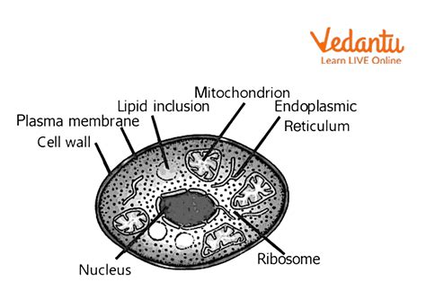 Fungal Cell Wall Diagram