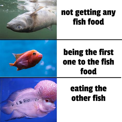 fish meme : r/Fish