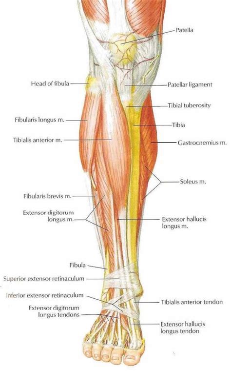 Anatomy Of Calf Muscles And Tendons Calf Muscle Anatomy Leg Muscles ...