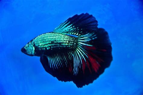 Vibrant Live Tropical Blue Dragon Scale Betta Fighting Fish W/Super ...