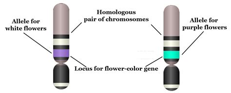 Locus: the location of a gene on a chromosome or on a linkage map ...