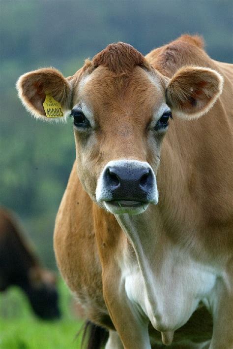 342 best Jersey Cows images on Pinterest | Cow, Farm animals and Baby cows