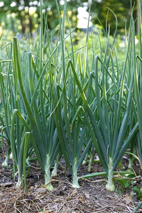 Scallion Green Onion Seeds USA Asian Vegetable Garden Bunching | Etsy