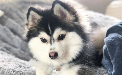 12 Amazing Things About Pomsky #pomsky #pomeranian #pomeranianpuppies # ...