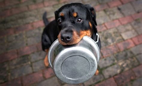 Best Dog Food for Rottweilers (From a Rottie Owner)