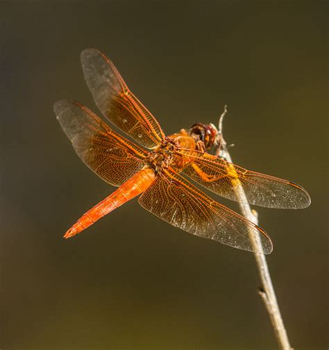 Orange Dragonfly | Friends of our who live in Grass Valley, … | Flickr