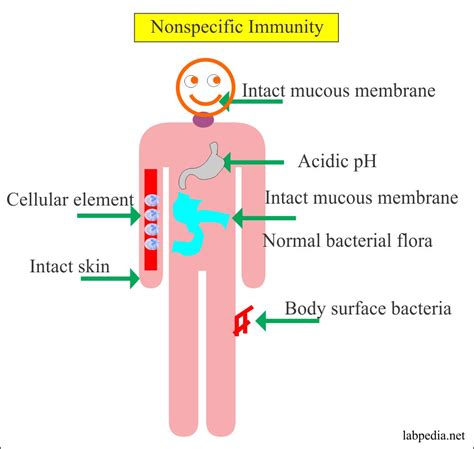 Innate Immune System Skin