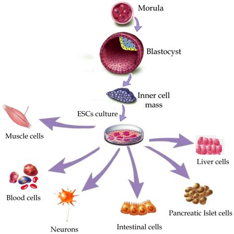 Stem Cell Therapy for Neuromuscular Diseases | IntechOpen