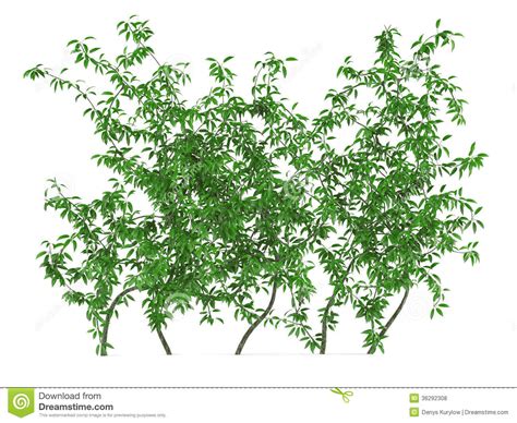 Free Green Bush Cliparts, Download Free Green Bush Cliparts png images ...