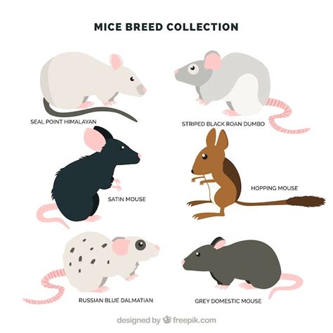 Free Vector | Pack of six mice breeds