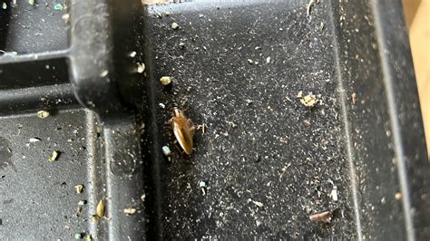 Asian Cockroach vs. German Cockroach Identification Tips - Pest Control ...