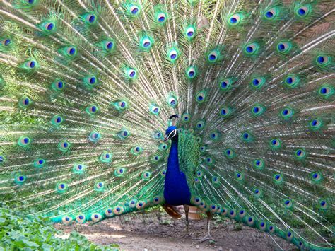 File:Peacock Milwaukee County Zoo.jpg - Wikipedia