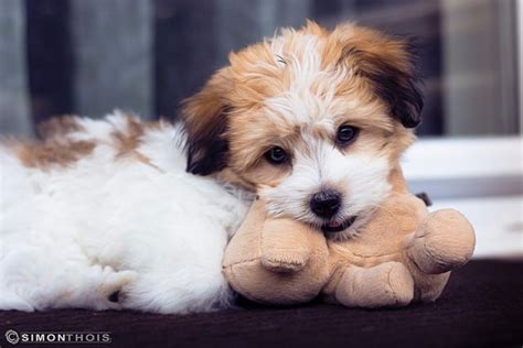 The 5 Most Cuddly Dog Breeds