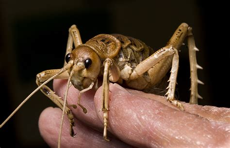 Giant Weta | Apparently the second largest insect in the wor… | Flickr