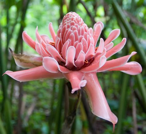 Cosentino: Tips for displaying, growing ginger flowers