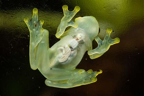 10 Incredible Glass Frog Facts