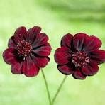 50 Pcs Chocolate Cosmos Plant Seeds