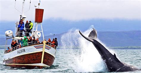 Guided 3 Hour Whale Watching Boat Tour in Skjalfandi Bay ...