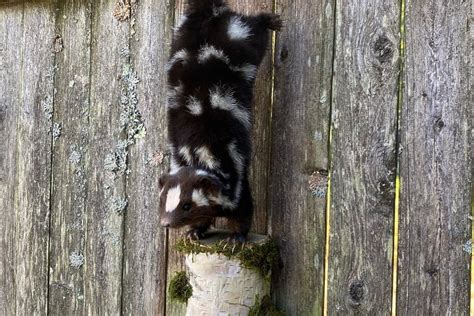 Can Skunks Climb a Fence: Skunk Control in Your Yard