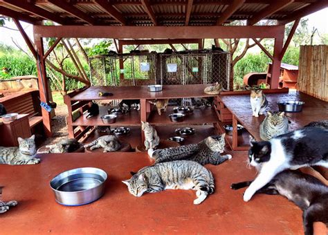 People Come From All Over The World To Cuddle 500 Kitties At This Cat ...