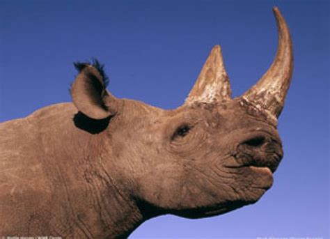 Scientists: Legalize Trade In Rhino Horns – Asian Scientist Magazine