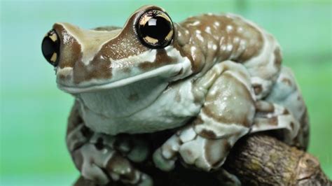 Amazon Milk Frog Care Sheet & Pet Guide - FrogPets