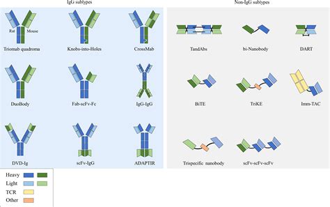 Frontiers | Immunotherapeutic progress and application of bispecific ...