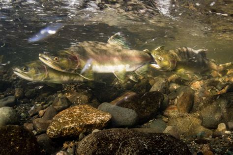 Salmon Spawning Event finally caught on camera.