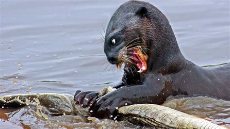 The "Giant Otter" is capable of catching and feeding on crocodiles ...