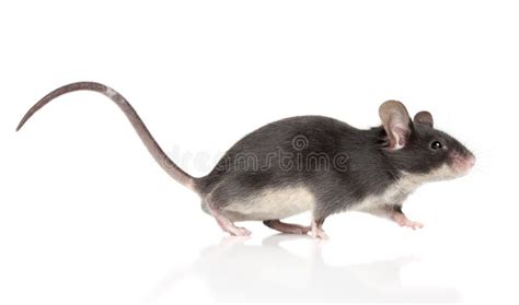 Mouse With A Long Tail Running Stock Photo - Image of pest, studio ...