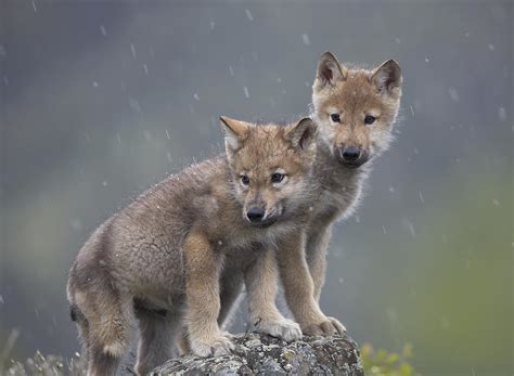 Gray Wolf Canis Lupus Pups In Light Photograph by Tim Fitzharris