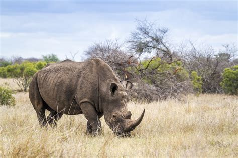 Saving the Majestic Rhino: Conservation Challenges and Successes Across ...