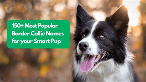 150+ Most Popular Border Collie Names for Your Smart Pup ...