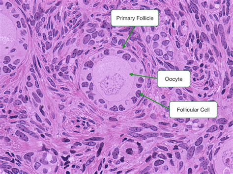 Ovary and Follicle Development