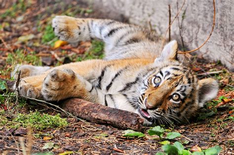 Big cats, Cubs, Tigers, Glance, HD Wallpaper | Rare Gallery