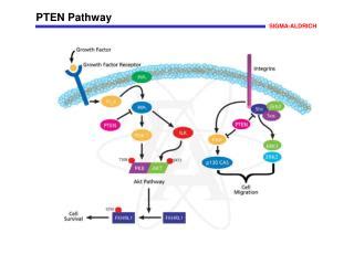 PPT - PTEN (Cowden Syndrome) PowerPoint Presentation - ID:3764267