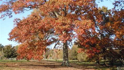 Sudden Oak Death symptoms in Kentucky: Why is my oak tree dying?