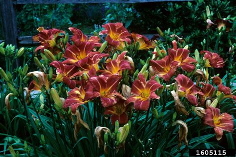 daylily (Genus Hemerocallis)