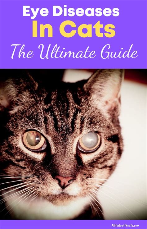 Discover All About Eye Diseases In Cats(The Ultimate Guide) in 2020 ...