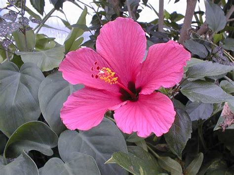 How to Care for a Chinese Hibiscus