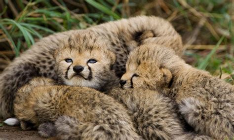 About Cheetahs • Cheetah Facts • Cheetah Conservation Fund